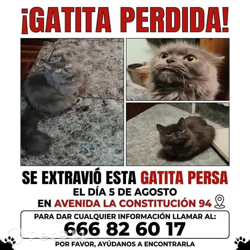 Perdido gato hembra, Avenida de la Constitución, 94, Gijón - persa gris de cinco años - photo