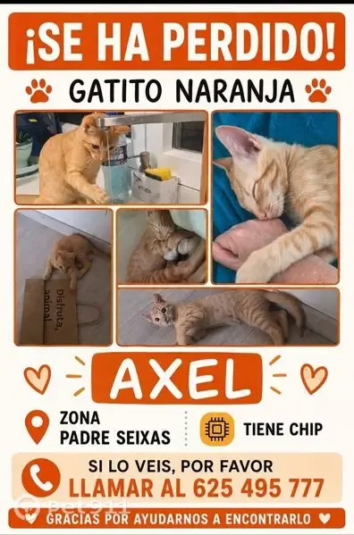 Perdido gato macho, Rúa Padre Seixas, Vigo — naranja atigrado, con chip - photo