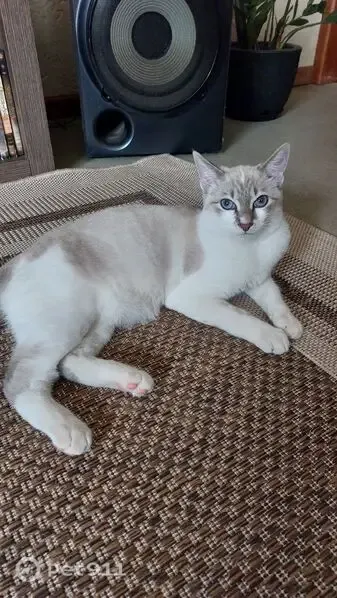 Gato perdido macho, Rua Jacob Marreto, 4, Nova Friburgo RJ — branco, olhos azuis, 7 meses - photo