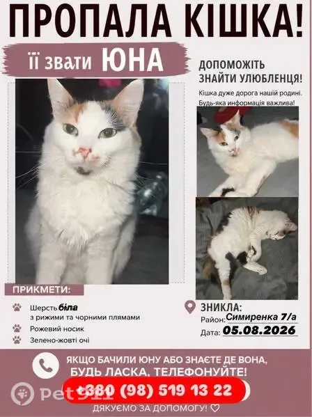 Зникла кішка, вулиця Симиренка, 7-А, Софіївська борщагівка - біла з рудими та чорними плямами - photo