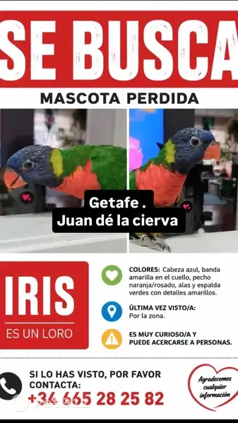 Perdida ave en Calle Castellón de la Plana, 10, Getafe - loro arcoíris, se posa en hombros y cabeza - photo