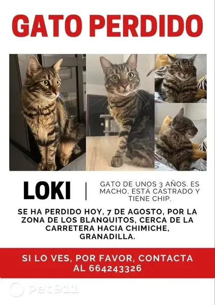 Perdido gato macho, Los Blanquitos, Arona — castrado y con chip - photo