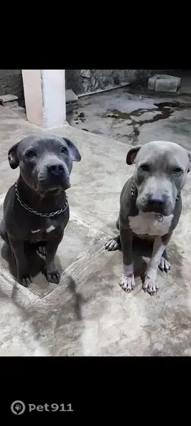 Perdido perro macho, Calle 15, 192, Kanasín, Kanasin - pitbull gris con marca verde en la ingle y cicatriz en la espalda - photo