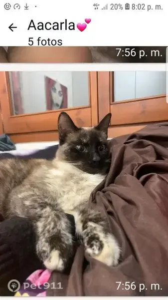 Perdido gato hembra, Carrer del Canigó, 3, Olesa de Montserrat - mezcla de siamés, castrada - photo