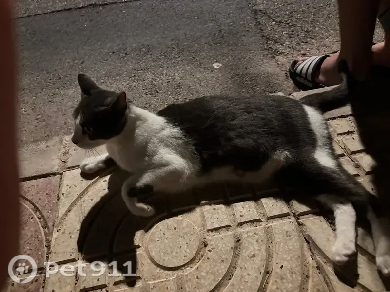 Encontrado gato hembra, Calle Almendro, Aguadulce, Roquetas de Mar - blanco y negro, ojos verdes y grandes - photo