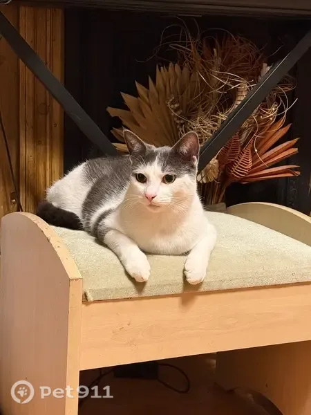 Lost cat, Elford Close, 16, Kings Norton — petite, very skittish - photo