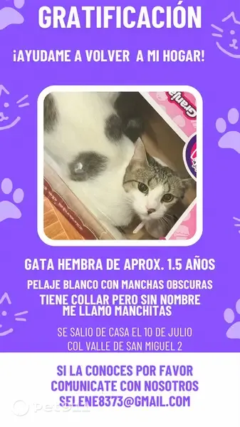 Perdido gato hembra, Valle de San Fermín, Ciudad Apodaca - traía collar cuando se perdió - photo