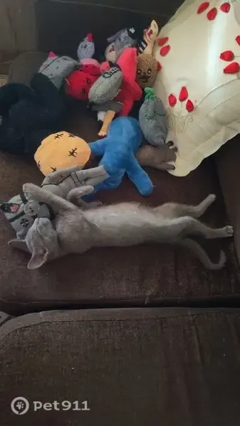 Perdido gato masculino, Calle de Palomares, 14, Villaverde - gatito gris de 3 meses - photo