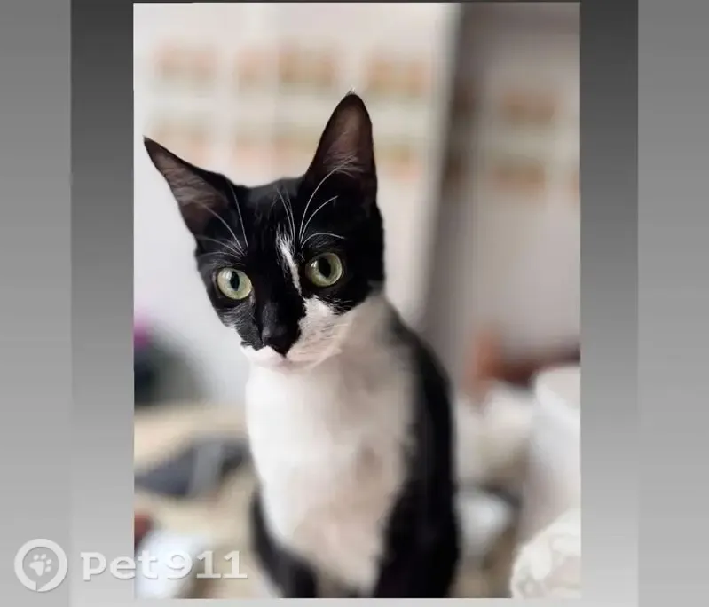 Perdido gato hembra, Calle Juan José Pérez del Molino, 14A, Santander - photo