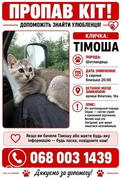 Зникла кішка, вулиця Академіка Філатова, 16а, Одеса — вистрибнула з вікна - photo