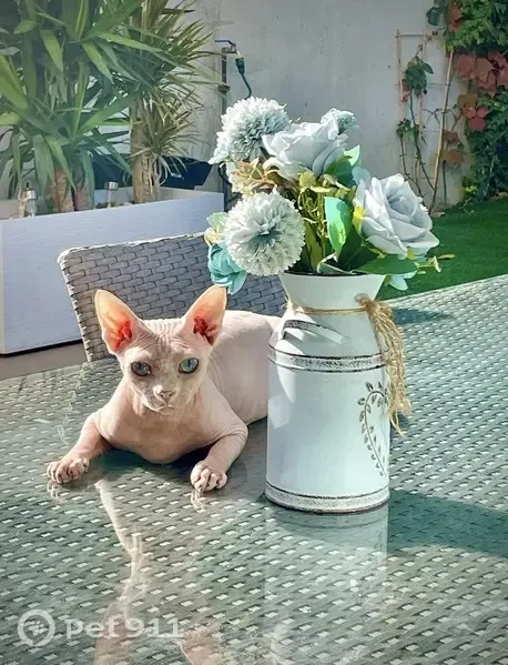 Perdido gato masculino, Carrer del Segre, 17, Sant Boi de Llobregat - Sphynx blanco con ojos azules - photo