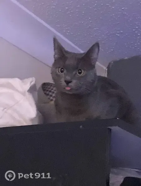 Lost cat, Ladyday Place, 34, Slough — grey, shy, 2 years old - photo