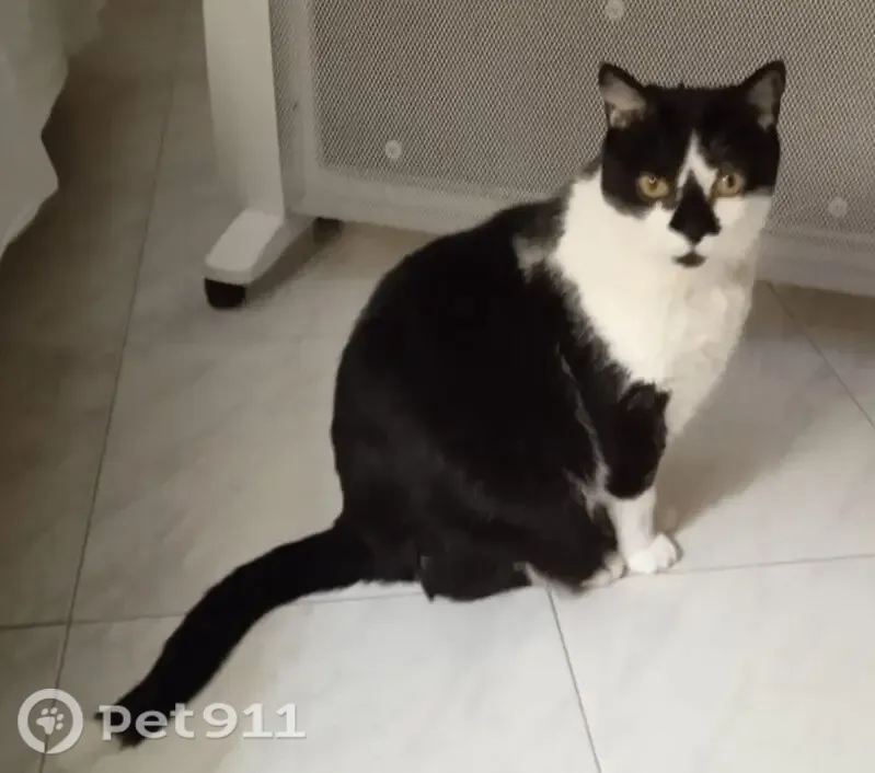 Perdido gato masculino, Avenida del Padre Esplá, 50, Alicante - photo