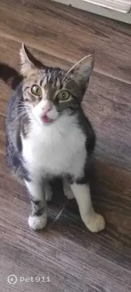 Perdido gato hembra, Paseo de Chachalacas, 155b, Valente Díaz, Valente Diaz - esterilizada y vacunada - photo