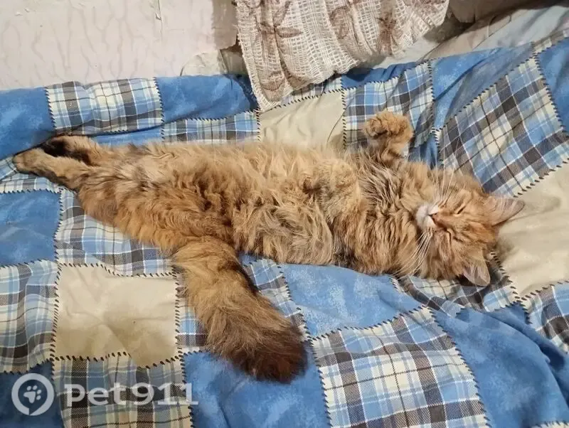 Зникла кішка, Симиренківська вулиця, 45, Дніпро — тигристо-рижа, з м’ятним нашийником, 7 років - photo
