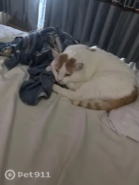 Lost cat, Sommers Street North, 579, North Hudson - mostly white with orange markings - photo