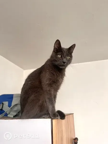 Perdido gato masculino, Calle Francisco Zarco, 844, Guadalajara - color gris y sin collar - photo