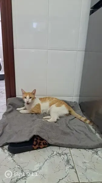 Encontrado gato macho en Carrer Calàbria, 172, La Garriga, Granollers - muy cariñoso - photo
