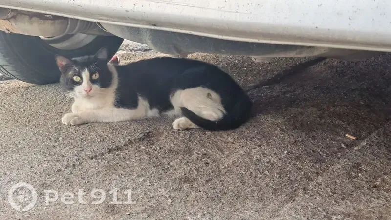 Encontrado gato, Carrer de Sant Jeroni, Torrent, Madrid - se esconde debajo de los coches - photo