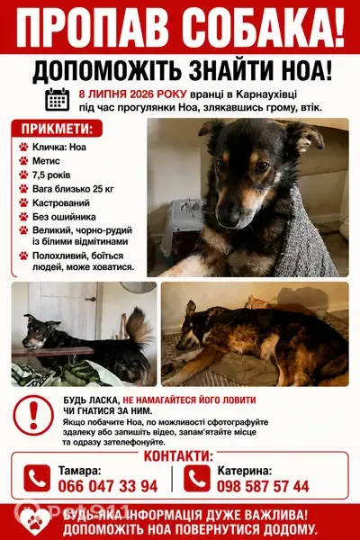 Зникла собака, Карнаухівка — великий чорно-рудий метис з білими відмітинами, кастрований - photo