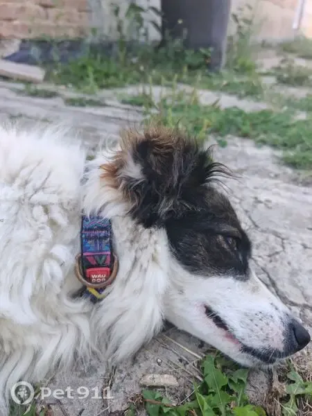 Знайдена собака, провулок Застіноцької, 2, Теребовля — з нею ще лайка-хлопчик - photo