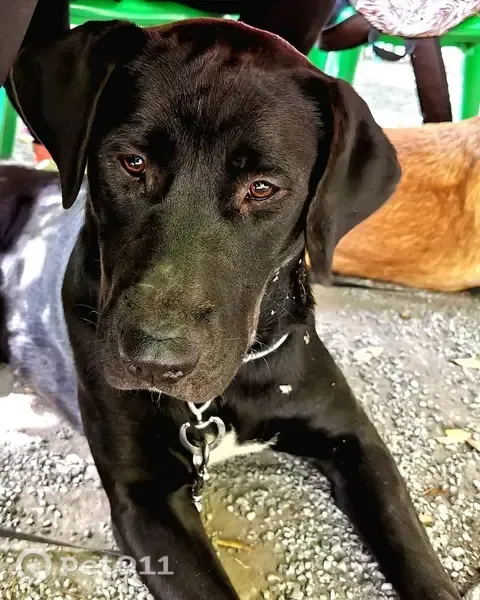 Perdido perro hembra, Cogollos de la Vega, Sevilla - negra con mancha blanca en el pecho y patas - photo