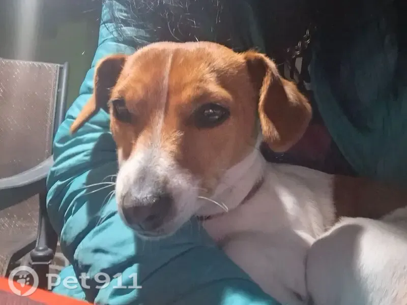 Lost dog, Parys, Free State, Johannesburg — taken by a man in a black Bravo - photo