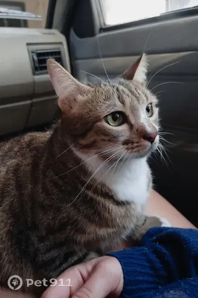 Perdido gato fêmea, Rua Rosa de Prata, 243 - gatinha tigrada cor mel, 6 dedos em cada pata - photo