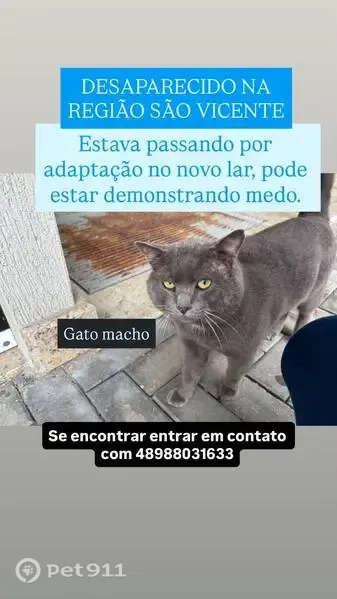 Perdido gato macho, Rua Olária Pereira, 10 — gato cinza com duas falhas na cabeça - photo
