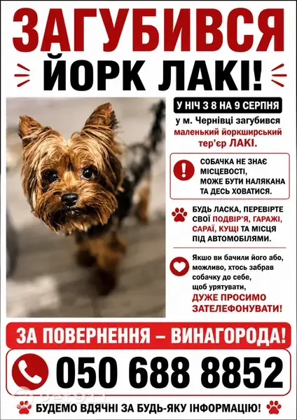 Зникла собака, Проектна вулиця, 3-А, Чернівці - photo