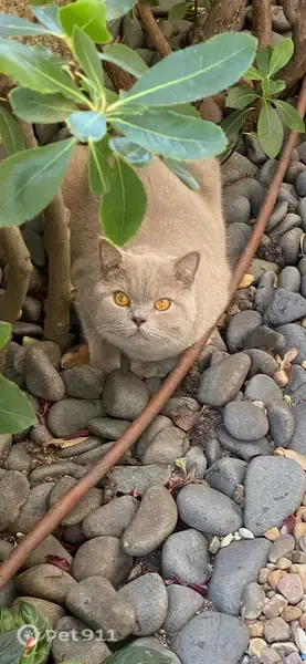 Perdido gato macho, Avenida de Europa, 14, Pozuelo de Alarcón, Villa de Vallecas - British Short Hair lilac - photo