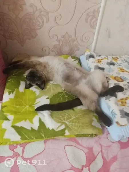 Зникла кішка, Оболонський проспект, 37-В, Київ — сіамська, стерилізована - photo
