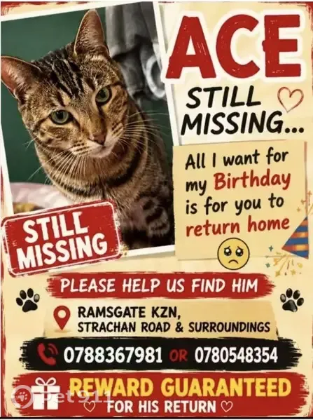 Lost cat, Strachan Street, Margate — very friendly - photo