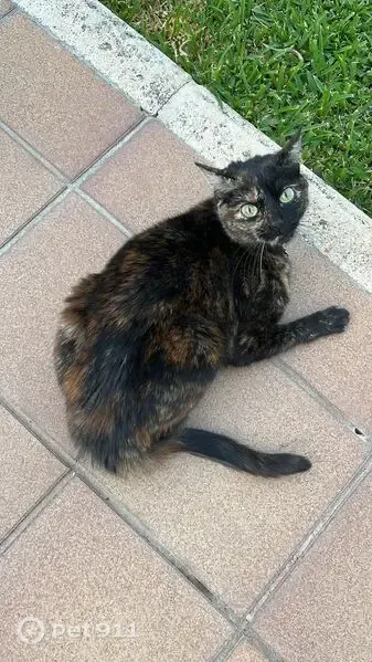 Perdido gato hembra, Sector Malvasia, 151, Matalascañas, Sanlucar de Barrameda - gatita carey asustadiza y juguetona - photo