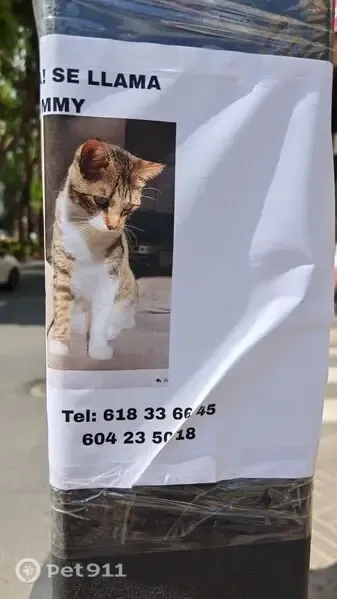 Perdido gato macho en Torrent, Comunidad Valenciana - photo