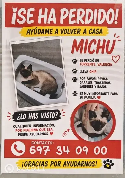 Perdido gato, Carrer Camí Reial, 43, Torrent - photo