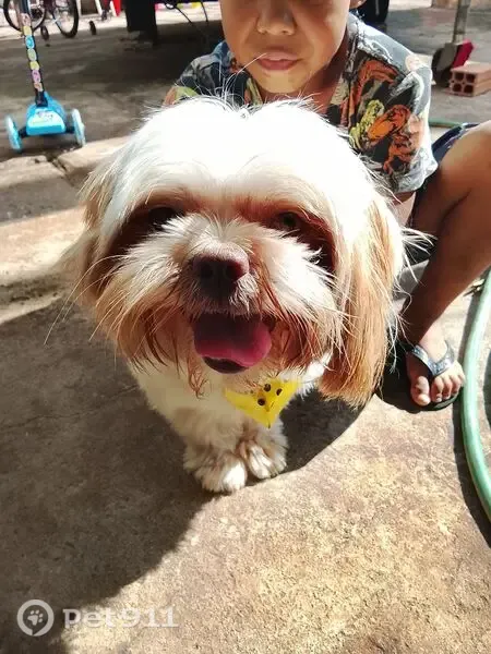 Encontrado cachorro macho, Rua Santiago Luíz Pereira, Londrina — com gravatinha amarela com bolinhas pretas - photo
