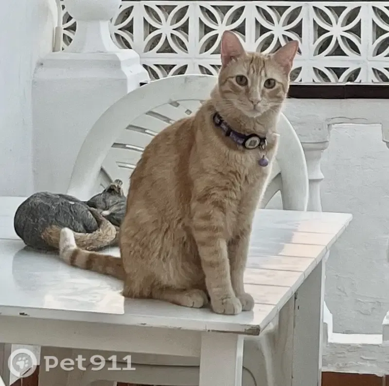 Perdido gato macho, Calle Europa, 20, Nerja, Almunecar - ojos verdes - photo