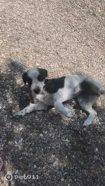 Perdido perro hembra, Sax, Comunidad Valenciana, Elda - blanca y negra - photo