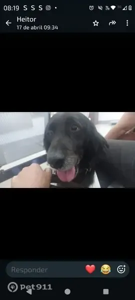 Perdido cachorro macho, Rua Marcelo Moreira, 5 - tamanho médio, preto - photo