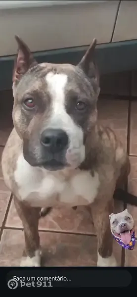 Perdido cachorro fêmea, QR 516 Conj. 5 - Samambaia, Brasília - DF, 72314-300, Brasil - photo
