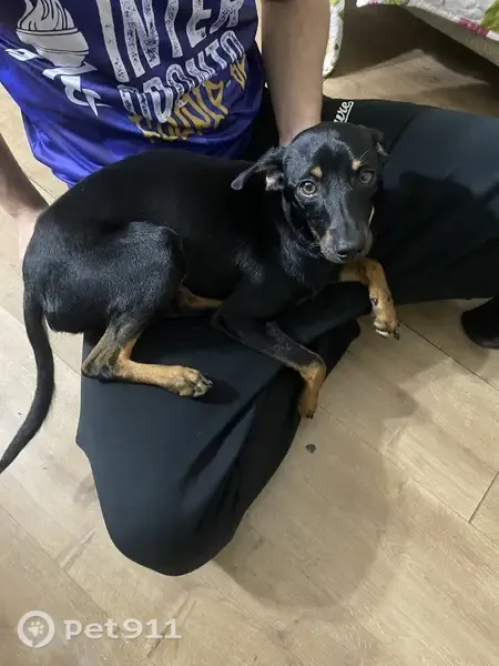 Encontrado cachorro macho, Tiquatira - Penha, São Paulo - SP, Brasil — filhote vira-lata preto com marrom - photo