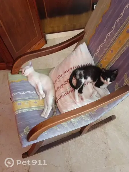 Perdido gato hembra, Carrer de Solleric, Son Macià-sa Nova Cabana, Marratxi — gatita esmoquin muy dócil - photo