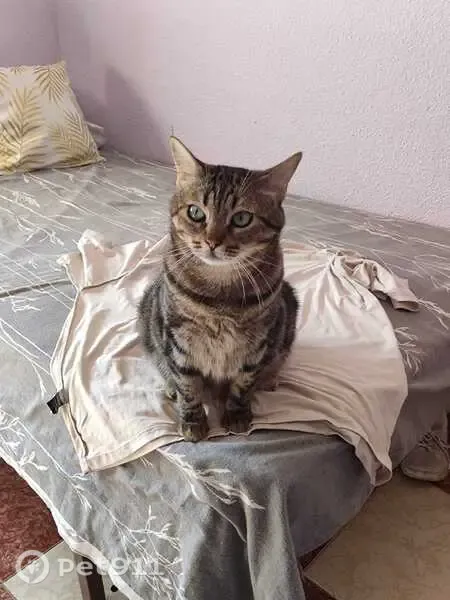 Perdido gato macho, Calle Cronista Salcedo Hierro, 6, Cordoba - atigrado y cariñoso - photo