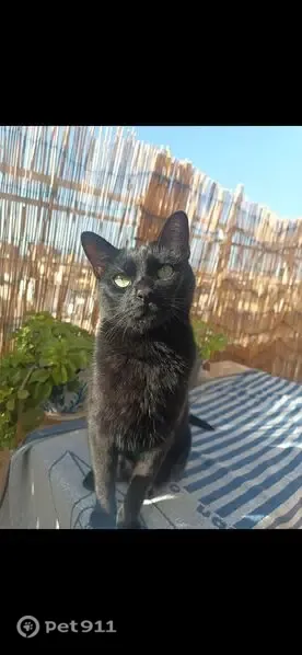 Perdido gato macho, Avenida Mariana Pineda, 4, Churriana de la Vega, Granada — negro, castrado - photo