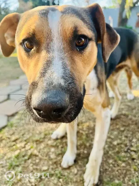 Lost dog, Welkom, Free State, Johannesburg - small black male with white feet - photo