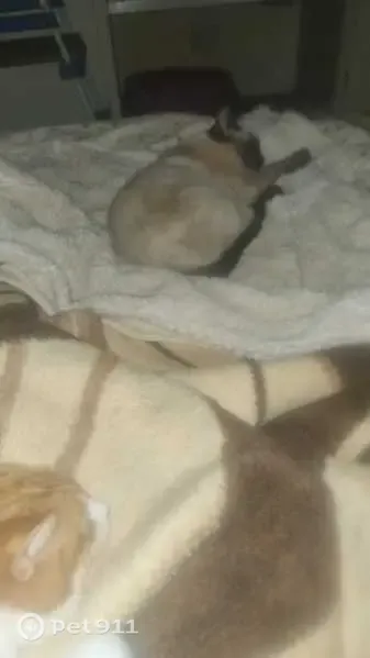 Lost cat, Krugersdorp - Siamese cat - photo