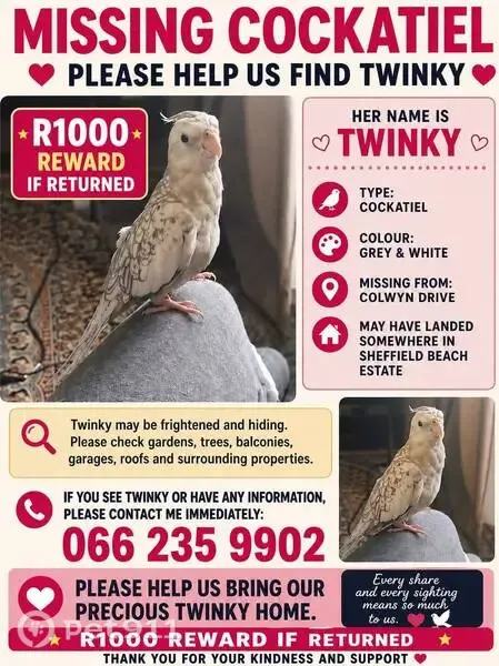 Lost bird, Dolphin Crescent, 33, Ballito - light grey with dark grey pattern on wings - photo