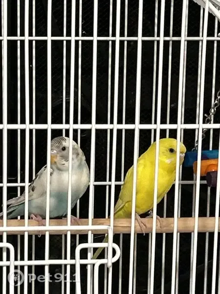 Lost bird, Baze Road, 4727, Grapevine — female, bright yellow with a white cheek spot - photo
