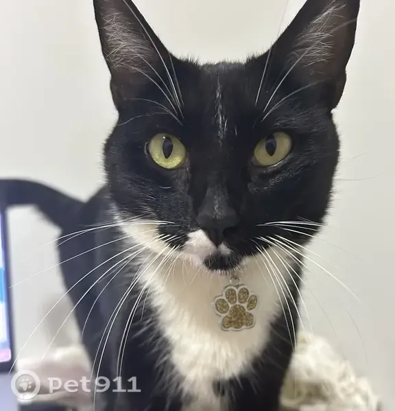 Perdido gato fêmea, Rua Santos Dumont, 351 - photo